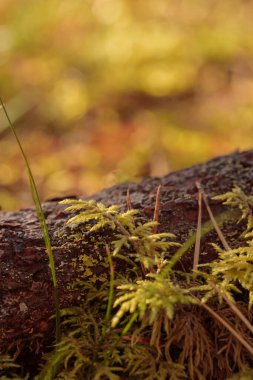 Finlandiya doğasının sonbaharda ham dokuları - zengin bir sonbahar tonu olan toprak rengi, kahverengi ve dilsiz sarı. Sakin bir mevsimlik arka plan olarak İskandinav ormanlarının güzelliği