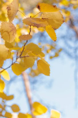 Bitki yaşamının organik desenleri, sonbaharda Finlandiya 'nın doğasının ham ekolojik dokuları, zengin bir sonbahar tonu. Sakin bir mevsimlik arka plan olarak İskandinav ormanlarının güzelliği