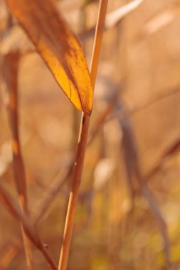 Bitki yaşamının organik desenleri, sonbaharda Finlandiya 'nın doğasının ham ekolojik dokuları, zengin bir sonbahar tonu. Sakin bir mevsimlik arka plan olarak İskandinav ormanlarının güzelliği