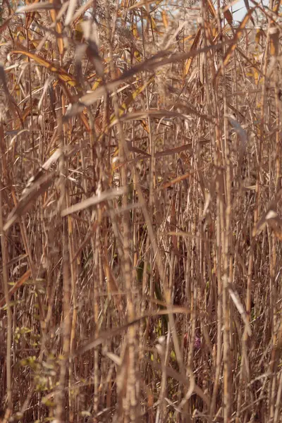 Bitki yaşamının organik desenleri, sonbaharda Finlandiya 'nın doğasının ham ekolojik dokuları, zengin bir sonbahar tonu. Sakin bir mevsimlik arka plan olarak İskandinav ormanlarının güzelliği