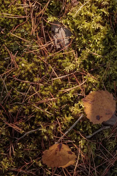 Finlandiya doğasının sonbaharda ham dokuları - zengin bir sonbahar tonu olan toprak rengi, kahverengi ve dilsiz sarı. Sakin bir mevsimlik arka plan olarak İskandinav ormanlarının güzelliği