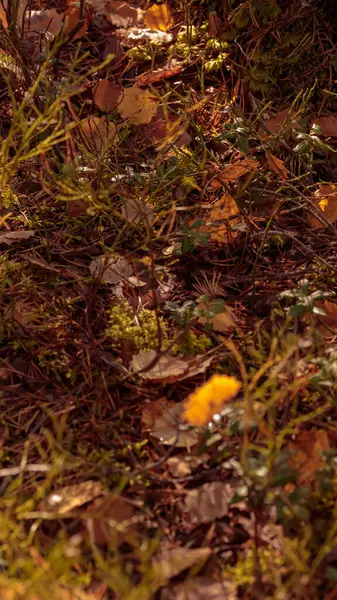 Finlandiya doğasının sonbaharda ham dokuları - zengin bir sonbahar tonu olan toprak rengi, kahverengi ve dilsiz sarı. Sakin bir mevsimlik arka plan olarak İskandinav ormanlarının güzelliği