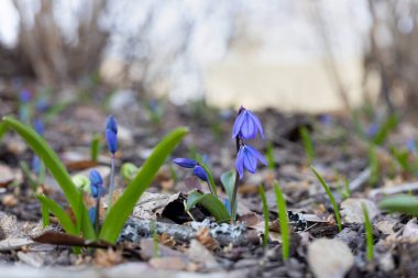 Güneşli bir bahçede canlı bir çiçek açan ilkbahar çiçeklerinin renkli bir dizisi..