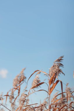 Bitki yaşamının organik desenleri, sonbaharda Finlandiya 'nın doğasının ham ekolojik dokuları, zengin bir sonbahar tonu. Sakin bir mevsimlik arka plan olarak İskandinav ormanlarının güzelliği