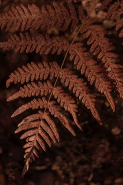 Bitki yaşamının organik desenleri, sonbaharda Finlandiya 'nın doğasının ham ekolojik dokuları, zengin bir sonbahar tonu. Sakin bir mevsimlik arka plan olarak İskandinav ormanlarının güzelliği