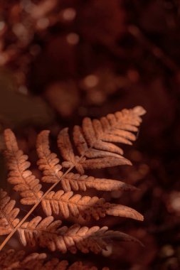 Bitki yaşamının organik desenleri, sonbaharda Finlandiya 'nın doğasının ham ekolojik dokuları, zengin bir sonbahar tonu. Sakin bir mevsimlik arka plan olarak İskandinav ormanlarının güzelliği