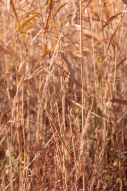 Bitki yaşamının organik desenleri, sonbaharda Finlandiya 'nın doğasının ham ekolojik dokuları, zengin bir sonbahar tonu. Sakin bir mevsimlik arka plan olarak İskandinav ormanlarının güzelliği