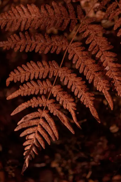 Bitki yaşamının organik desenleri, sonbaharda Finlandiya 'nın doğasının ham ekolojik dokuları, zengin bir sonbahar tonu. Sakin bir mevsimlik arka plan olarak İskandinav ormanlarının güzelliği