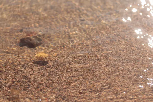 Sahilde ıslak kumun yakın çekimi, sonbaharda Finlandiya 'nın doğasının ham ekolojik dokuları - zengin bir sonbahar tonu. Sakin bir mevsimlik arka plan olarak İskandinav ormanlarının güzelliği