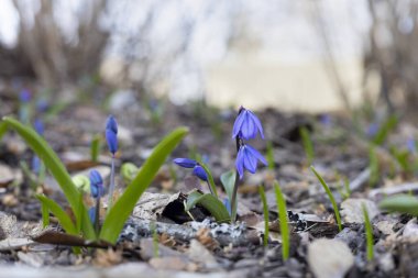 Güneşli bir bahçede canlı bir çiçek açan ilkbahar çiçeklerinin renkli bir dizisi..
