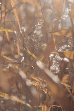 Bitki yaşamının organik desenleri, sonbaharda Finlandiya 'nın doğasının ham ekolojik dokuları, zengin bir sonbahar tonu. Sakin bir mevsimlik arka plan olarak İskandinav ormanlarının güzelliği