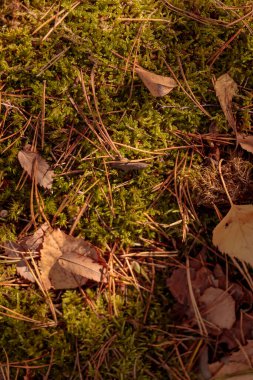 Finlandiya doğasının sonbaharda ham dokuları - zengin bir sonbahar tonu olan toprak rengi, kahverengi ve dilsiz sarı. Sakin bir mevsimlik arka plan olarak İskandinav ormanlarının güzelliği