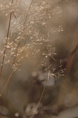 Bitki yaşamının organik desenleri, sonbaharda Finlandiya 'nın doğasının ham ekolojik dokuları, zengin bir sonbahar tonu. Sakin bir mevsimlik arka plan olarak İskandinav ormanlarının güzelliği