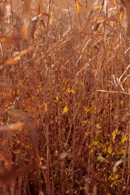 Bitki yaşamının organik desenleri, sonbaharda Finlandiya 'nın doğasının ham ekolojik dokuları, zengin bir sonbahar tonu. Sakin bir mevsimlik arka plan olarak İskandinav ormanlarının güzelliği