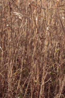 Bitki yaşamının organik desenleri, sonbaharda Finlandiya 'nın doğasının ham ekolojik dokuları, zengin bir sonbahar tonu. Sakin bir mevsimlik arka plan olarak İskandinav ormanlarının güzelliği