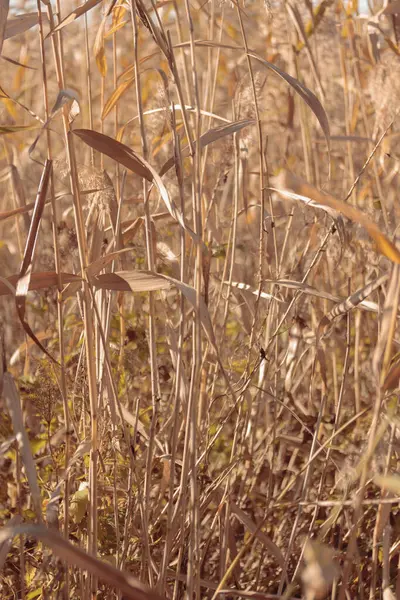 Bitki yaşamının organik desenleri, sonbaharda Finlandiya 'nın doğasının ham ekolojik dokuları, zengin bir sonbahar tonu. Sakin bir mevsimlik arka plan olarak İskandinav ormanlarının güzelliği