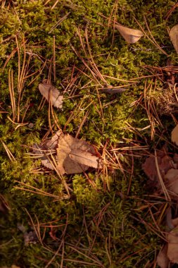 Finlandiya doğasının sonbaharda ham dokuları - zengin bir sonbahar tonu olan toprak rengi, kahverengi ve dilsiz sarı. Sakin bir mevsimlik arka plan olarak İskandinav ormanlarının güzelliği