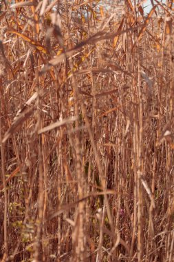 Bitki yaşamının organik desenleri, sonbaharda Finlandiya 'nın doğasının ham ekolojik dokuları, zengin bir sonbahar tonu. Sakin bir mevsimlik arka plan olarak İskandinav ormanlarının güzelliği