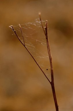 Bitki yaşamının organik desenleri, sonbaharda Finlandiya 'nın doğasının ham ekolojik dokuları, zengin bir sonbahar tonu. Sakin bir mevsimlik arka plan olarak İskandinav ormanlarının güzelliği