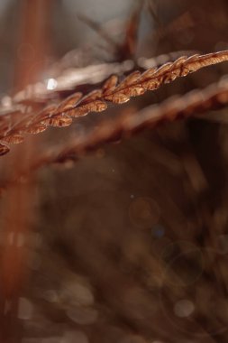 Bitki yaşamının organik desenleri, sonbaharda Finlandiya 'nın doğasının ham ekolojik dokuları, zengin bir sonbahar tonu. Sakin bir mevsimlik arka plan olarak İskandinav ormanlarının güzelliği