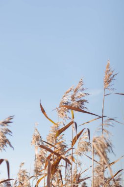 Bitki yaşamının organik desenleri, sonbaharda Finlandiya 'nın doğasının ham ekolojik dokuları, zengin bir sonbahar tonu. Sakin bir mevsimlik arka plan olarak İskandinav ormanlarının güzelliği