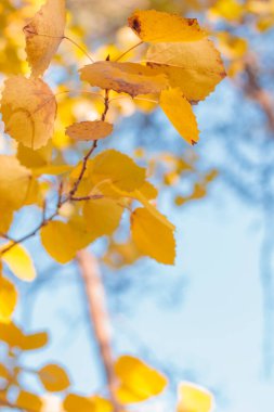 Bitki yaşamının organik desenleri, sonbaharda Finlandiya 'nın doğasının ham ekolojik dokuları, zengin bir sonbahar tonu. Sakin bir mevsimlik arka plan olarak İskandinav ormanlarının güzelliği