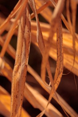 Bitki yaşamının organik desenleri, sonbaharda Finlandiya 'nın doğasının ham ekolojik dokuları, zengin bir sonbahar tonu. Sakin bir mevsimlik arka plan olarak İskandinav ormanlarının güzelliği