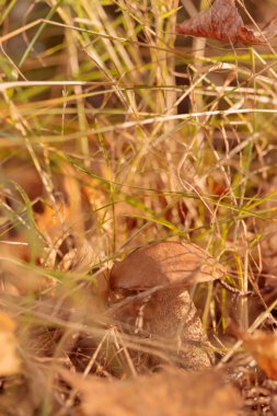 Finlandiya doğasının sonbaharda ham dokuları - zengin bir sonbahar tonu olan toprak rengi, kahverengi ve dilsiz sarı. Sakin bir mevsimlik arka plan olarak İskandinav ormanlarının güzelliği