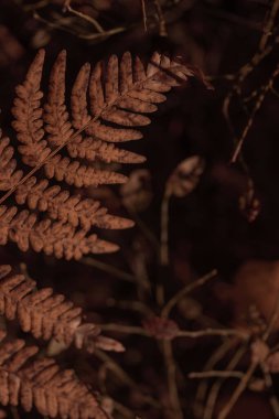Bitki yaşamının organik desenleri, sonbaharda Finlandiya 'nın doğasının ham ekolojik dokuları, zengin bir sonbahar tonu. Sakin bir mevsimlik arka plan olarak İskandinav ormanlarının güzelliği