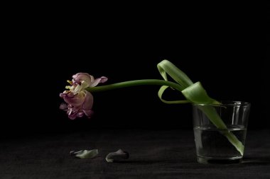 Siyah arka planda solmuş bir papağan lalesi çiçeği. Ölümün sembolü, yas ve ölmüş bir sevginin anısı, kayıp ve geçicilik hissi.