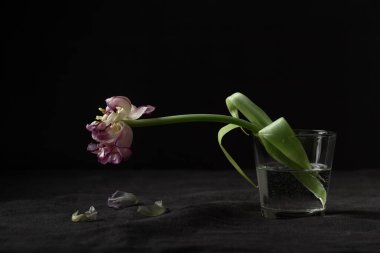 Siyah arka planda solmuş bir papağan lalesi çiçeği. Ölümün sembolü, yas ve ölmüş bir sevginin anısı, kayıp ve geçicilik hissi.