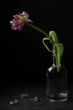 Siyah arka planda solmuş bir papağan lalesi çiçeği. Ölümün sembolü, yas ve ölmüş bir sevginin anısı, kayıp ve geçicilik hissi.