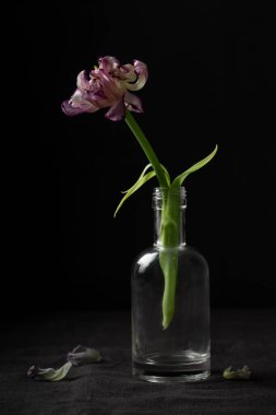 Siyah arka planda solmuş bir papağan lalesi çiçeği. Ölümün sembolü, yas ve ölmüş bir sevginin anısı, kayıp ve geçicilik hissi.