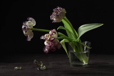 Siyah arka planda bir buket solmuş papağan lale çiçeği. Ölümün sembolü, yas ve ölmüş bir sevginin anısı, kayıp ve geçicilik hissi.