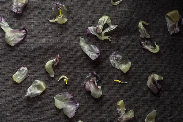 Karanlık arka planda solmuş papağan lale çiçeği yaprakları. Ölümün sembolü, yas ve ölmüş bir sevginin anısı, kayıp ve geçicilik hissi.