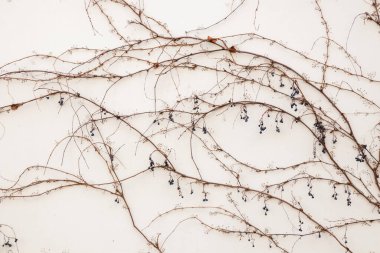 Bitki yaşamının organik desenleri, sonbaharda Finlandiya 'nın doğasının ham ekolojik dokuları, zengin bir sonbahar tonu. Sakin bir mevsimlik arka plan olarak İskandinav ormanlarının güzelliği