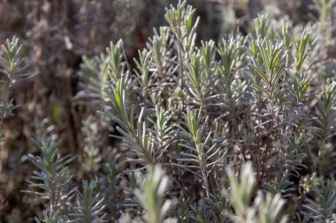 Biberiye (Rosmarinus officinalis) yapraklarının makro görüntüsü ince desenli ve aromatik yağlı iğne benzeri yeşil yaprakları göstermektedir. Bu aşçılık ve şifalı bitkinin detaylı bir görüntüsü