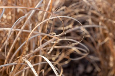 Bitki yaşamının organik desenleri, sonbaharda Finlandiya 'nın doğasının ham ekolojik dokuları, zengin bir sonbahar tonu. Sakin bir mevsimlik arka plan olarak İskandinav ormanlarının güzelliği