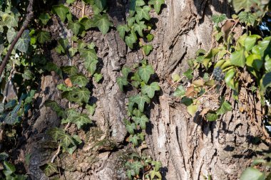 Sarmaşık ağaç kabuğuna tırmanıyor. Bitki yaşamının organik desenleri, ham ekolojik dokular, sakin mevsimsel arka plan