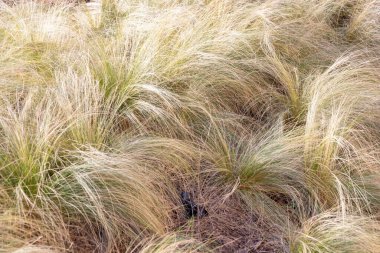 Bitki yaşamının organik desenleri, sonbaharda Finlandiya 'nın doğasının ham ekolojik dokuları, zengin bir sonbahar tonu. Sakin bir mevsimlik arka plan olarak İskandinav ormanlarının güzelliği