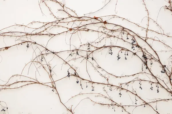 Bitki yaşamının organik desenleri, sonbaharda Finlandiya 'nın doğasının ham ekolojik dokuları, zengin bir sonbahar tonu. Sakin bir mevsimlik arka plan olarak İskandinav ormanlarının güzelliği