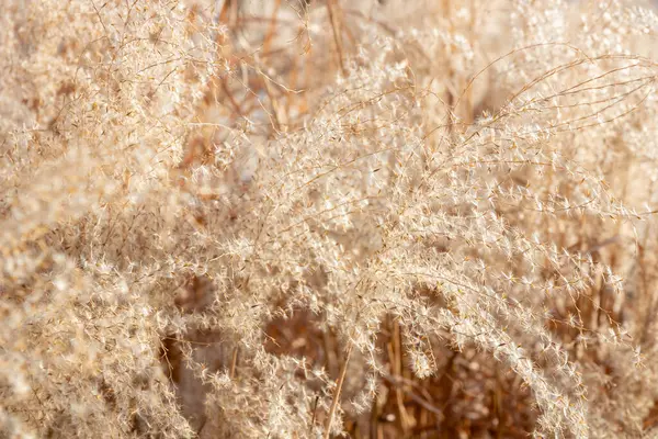 Bitki yaşamının organik desenleri, sonbaharda Finlandiya 'nın doğasının ham ekolojik dokuları, zengin bir sonbahar tonu. Sakin bir mevsimlik arka plan olarak İskandinav ormanlarının güzelliği