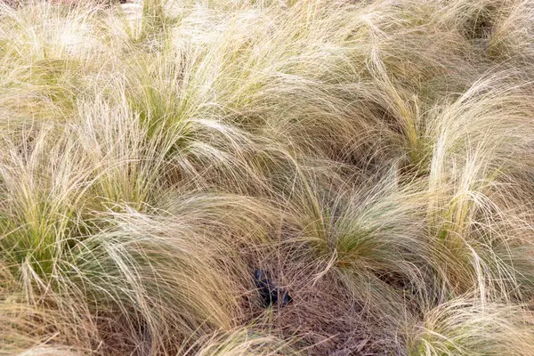 Bitki yaşamının organik desenleri, sonbaharda Finlandiya 'nın doğasının ham ekolojik dokuları, zengin bir sonbahar tonu. Sakin bir mevsimlik arka plan olarak İskandinav ormanlarının güzelliği