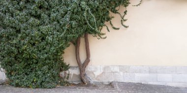 Polonya 'nın Krakow kentindeki tarihi binadaki eski bir konuta sarmaşık sarmaşıkları tırmanıyor. Doğal, dokulu bir yüzey, organik bir mimari desen.