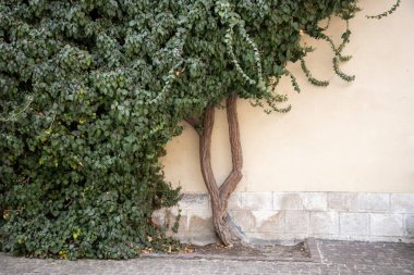 Polonya 'nın Krakow kentindeki tarihi binadaki eski bir konuta sarmaşık sarmaşıkları tırmanıyor. Doğal, dokulu bir yüzey, organik bir mimari desen.