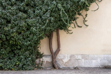 Polonya 'nın Krakow kentindeki tarihi binadaki eski bir konuta sarmaşık sarmaşıkları tırmanıyor. Doğal, dokulu bir yüzey, organik bir mimari desen.