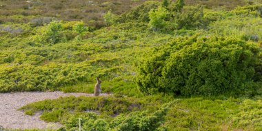 Finlandiya 'nın vahşi doğasında sık ardıç çalılarının arasında bir tavşan sessizce oturmaktadır. Finlandiya 'nın dingin güzelliği doğal ormanlar, vahşi yaşam ve huzurlu, el değmemiş manzaralar.