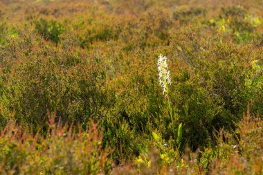 Yoğun ardıç çalıları, ekosistemin kırılgan dengesini vurgulayan tek bir hassas Platanthera bifolia çiçeğinin etrafını sarar. Bu görüntü doğanın savunmasızlığını ve ekolojik korunmanın önemini vurgular.