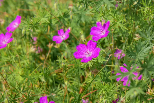 Pembe çiçek açan Citronella Geranium (Pelargonium citrosum) canlı çiçekler ve yeşil yapraklarla, bahçeler ve doğal böcek savar kullanımı için mükemmeldir.