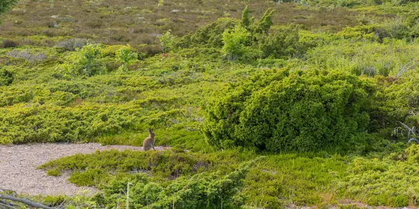 Doğal ortamında yeşil çimlerde otlayan vahşi Kanada ördekleri. Yumuşak tüylü genç kuş dışarıda huzur içinde besleniyor, vahşi yaşam, masumiyet, doğa döngüsü.